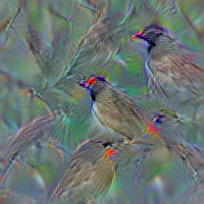 n01560419 bulbul